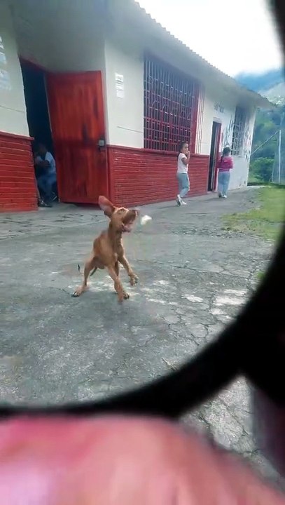 Bruno, el perrito canguro de la escuela