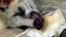 Watch This Fennec Fox and Palm Civet Cuddle Like No Other! || ItsNowViral