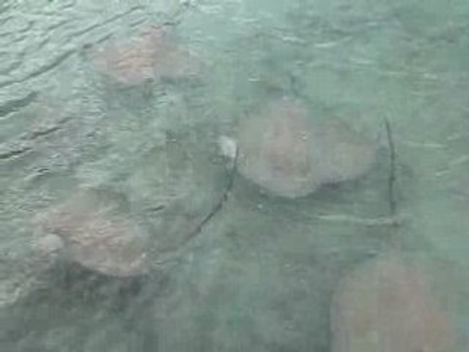 Maldives 2008 Reethi bech resort Raies 4