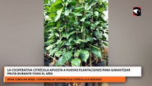 LA COOPERATIVA CITRÍCOLA APUESTA A NUEVAS PLANTACIONES PARA GARANTIZAR FRUTA DURANTE TODO EL AÑO