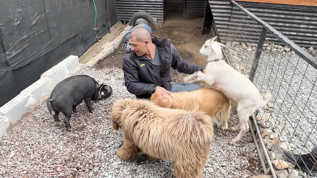mqn-cabras-perros-y-un-minipig-la-inusual-manada-que-une-a-esta-familia-tica-290626