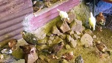 संघर्ष से मत डरो ।murgi palan business #desimurgi #chicken #birds #gavran #freerangechickens #desi