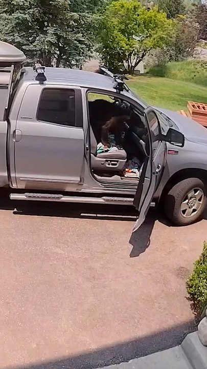 Shocking moment man finds bear sitting in diver's seat