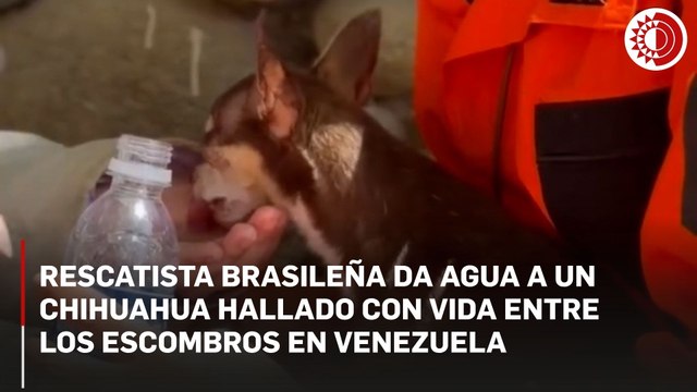 Un chihuahua fue rescatado con vida tras permanecer atrapado entre los escombros de un edificio afectado por el terremoto en Venezuela