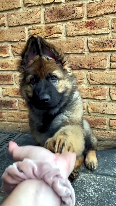 Funny German Shepherd cute🤣🤣🤣🤣🤣🤣🤣