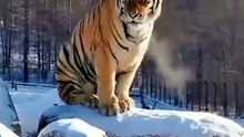 Siberian Tiger's Darkest Secrets They'll NEVER Tell You! 🐯❄️ Mind-Blowing Wildlife Facts