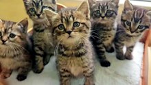 #funny_pets_animals_funny