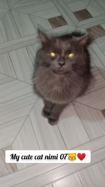 Cute animals ❤️😼cute cat -09