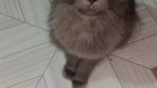 Cute animals ❤️😼cute cat -09