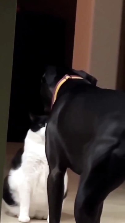 Gym Rat Cat vs. Mukbang Bunny: Who Wins?