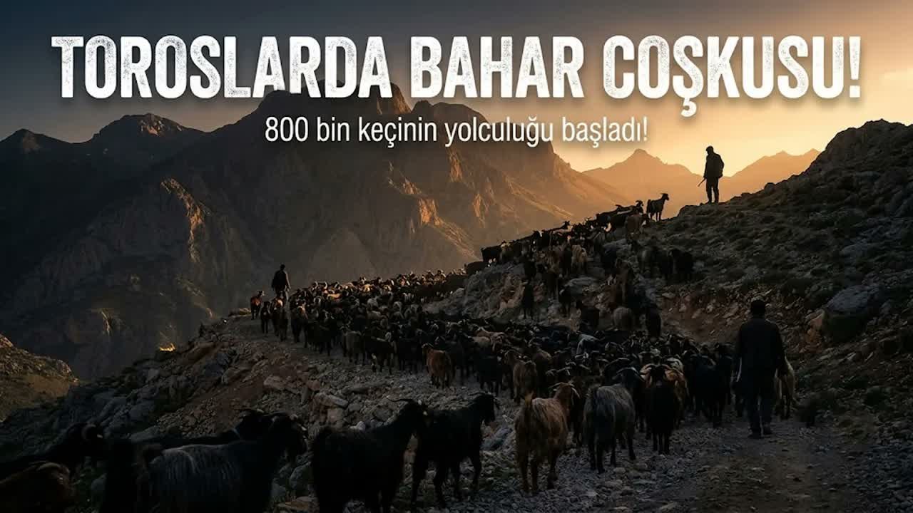 Yörükler Yaylalara Göç Etti: Toroslarda Keçi Sürüleri Doğayla Buluştu