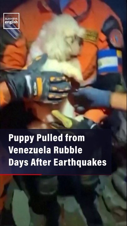 Puppy Pulled from Venezuela Rubble Days After Earthquakes