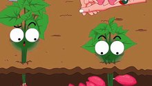 Planting Tips