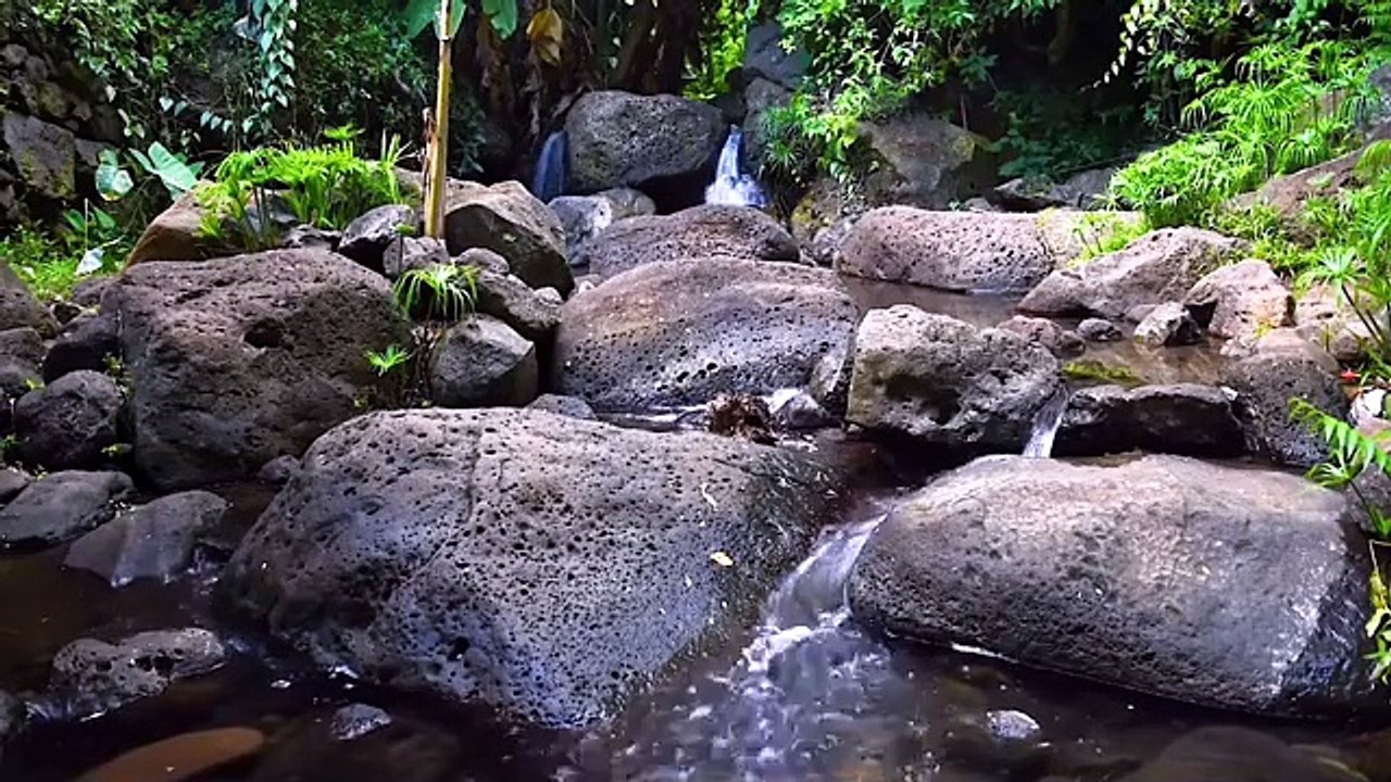 Musique de Méditation en Forêt 🌲 _ Sons Apaisants de la Nature pour Se Détendre