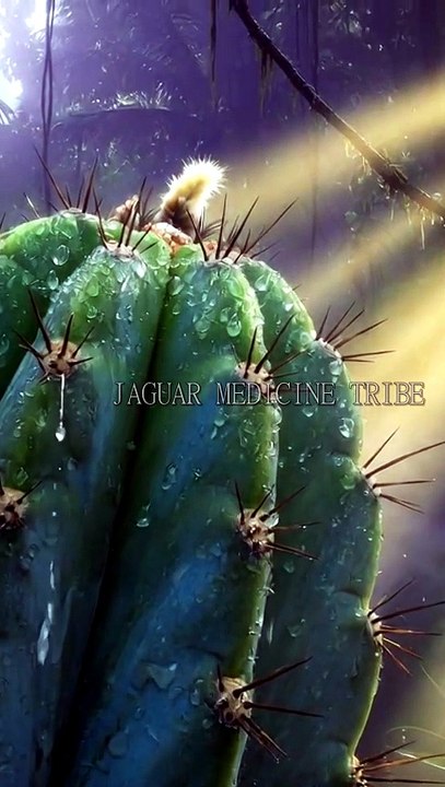 Eye of the Void Shamanic Meditation | Jaguar Medicine Tribe