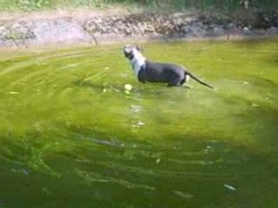 Cartoon a l'eau