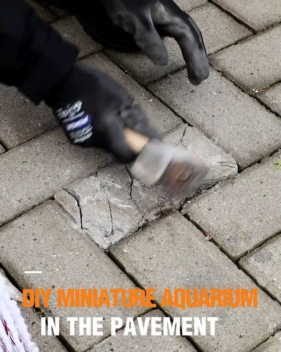 Miniature aquariums in the pavement! 🐠✨