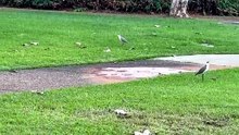 Birds around Darwin airport