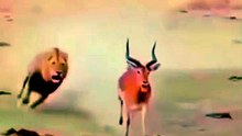 Hunter becomes hunted