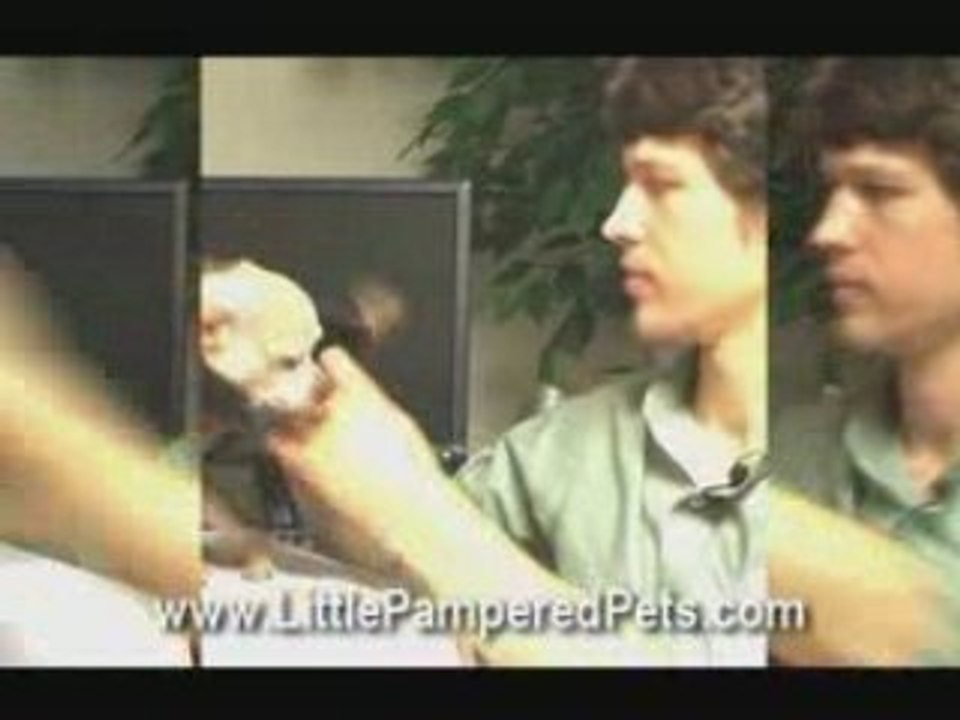 Dog Clothes Sizing How to Guide
