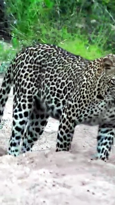 Captivating Wildlife Footage: Focused Leopard Stalks Silently Along Sandy Safari Trail