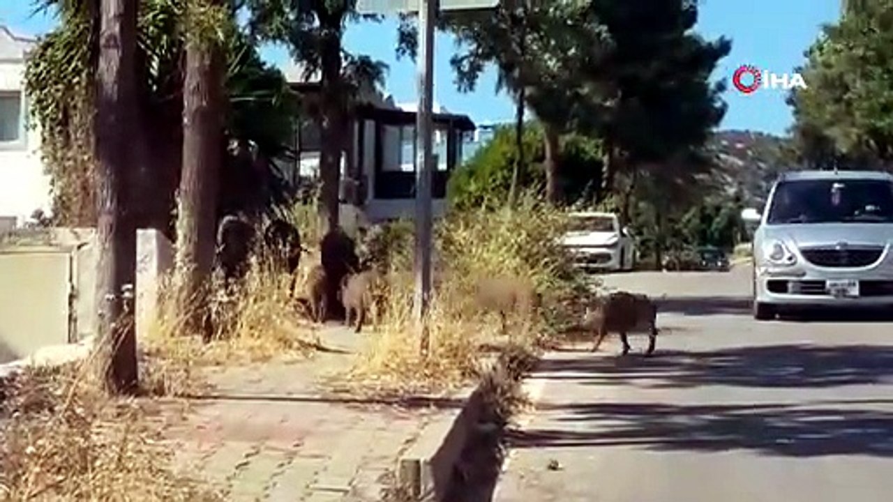 Bodrum'da gündüz vakti, domuz sürüsü mahalleye indi