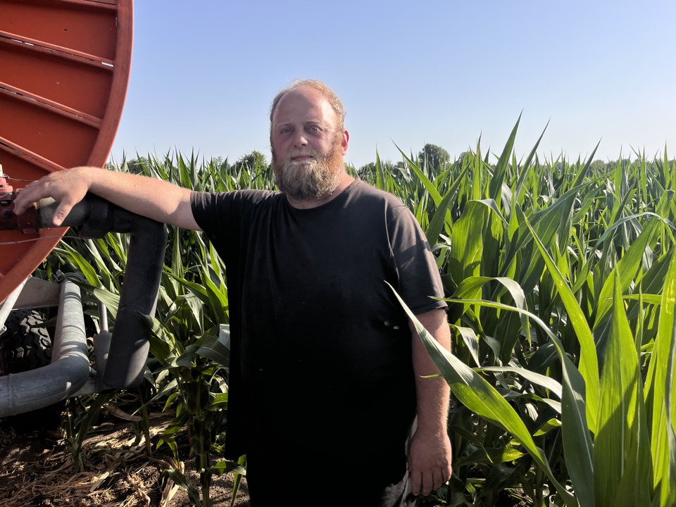Canicule : le maïs de ce céréalier du Loiret se protège seul contre les fortes chaleurs