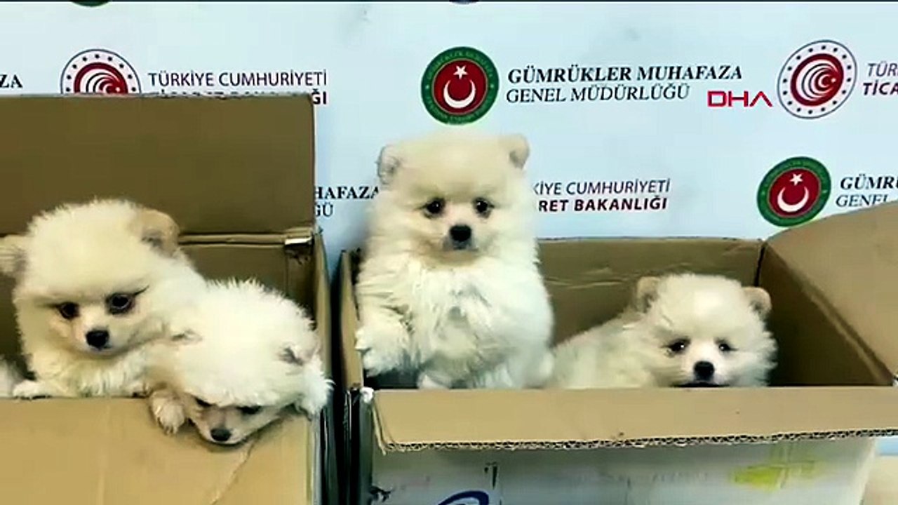 Sınırda vicdanları sızlatan operasyon... Kolilerin içinden çıkanlar yürekleri parçaladı!