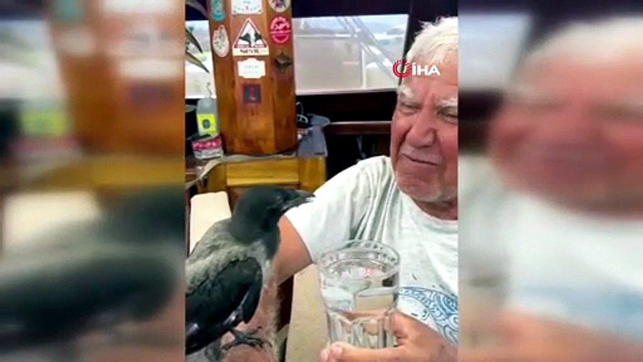 Susuz kalan karga limana sığındı, sünger avcısı elleriyle su verdi