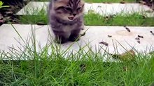 The Secret Life of Cats