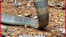 بعد تكرار الوفيات.. مطالب بحملات عاجلة لمواجهة الثعابين في الشرقية