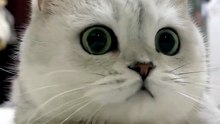 My Best Friend, the Cat