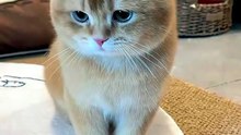 The Magic Cat