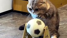 A Day in the Life of a Kitten