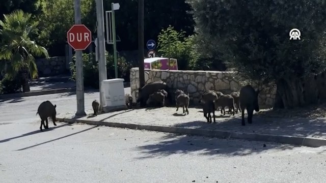 Bodrum'da yerleşim alanına inen yaban domuzu sürüsü görüntülendi