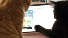 One Cat Watches Quietly As The Other Pokes At The iPad