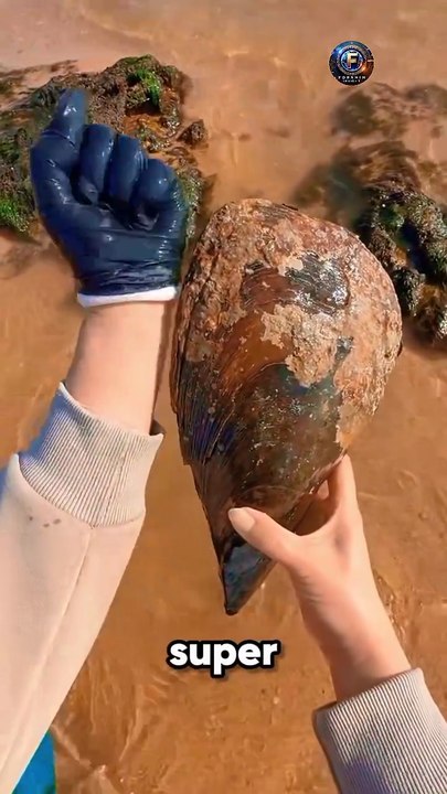 👉 “We Found a Giant Shellfish Hidden by the Sea!” 🌊🐚