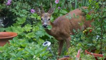 Keep Deer Out of Your Garden with These Plant Choices