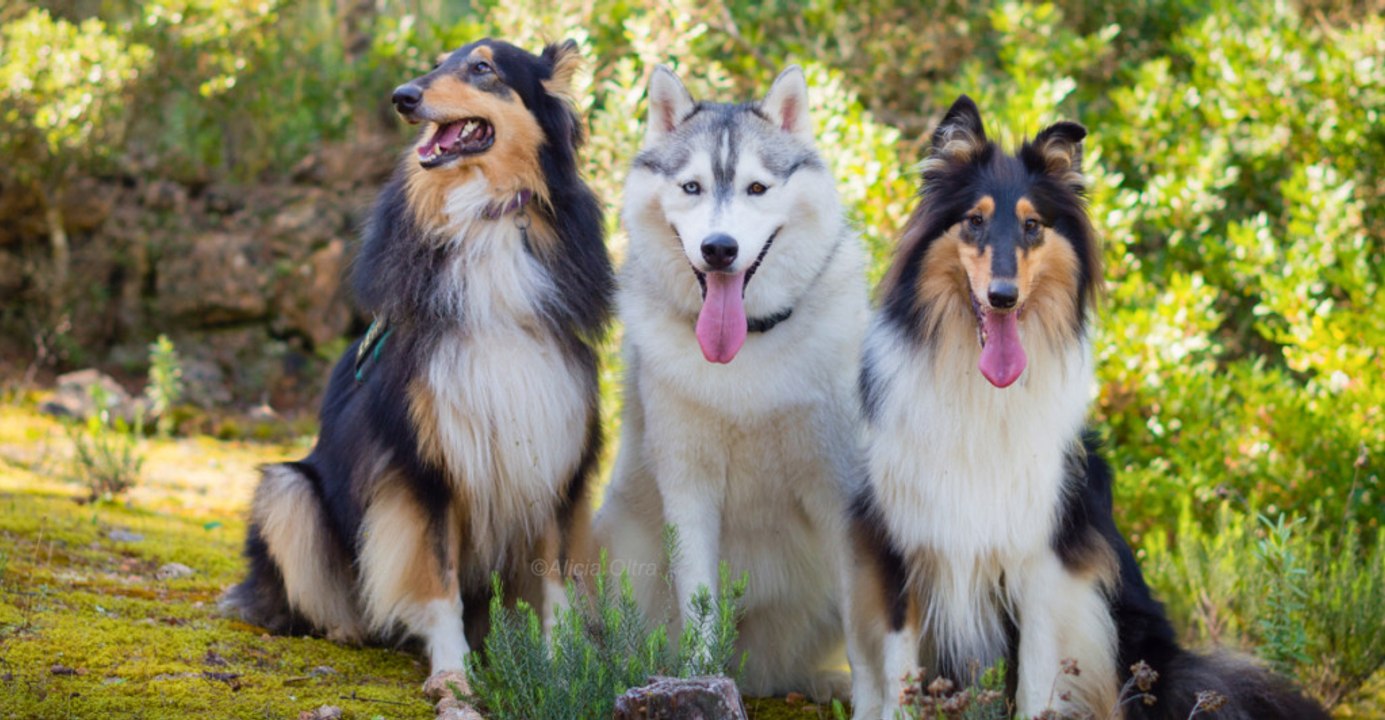 10 dog breeds celebrated as the world's most beautiful
