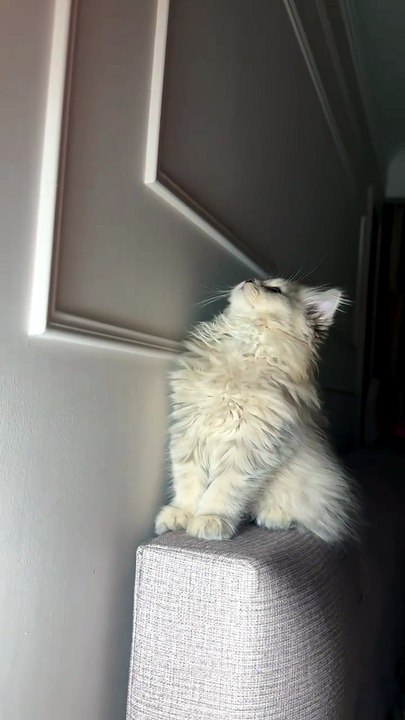 Cute cat