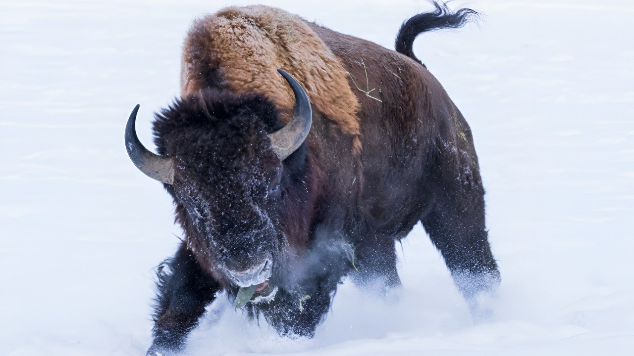 A closer look at 10 American wildlife you should never lock eyes with