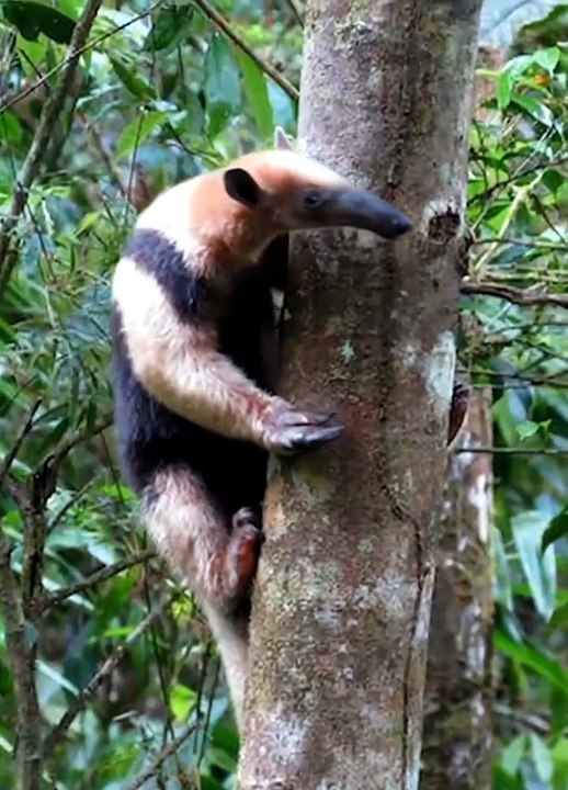 Tapir naik keatas pohon