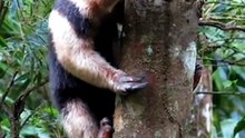 Tapir naik keatas pohon