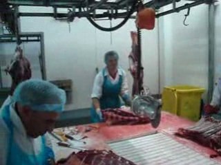 abattoir de Saint-Trond découpe de boeuf