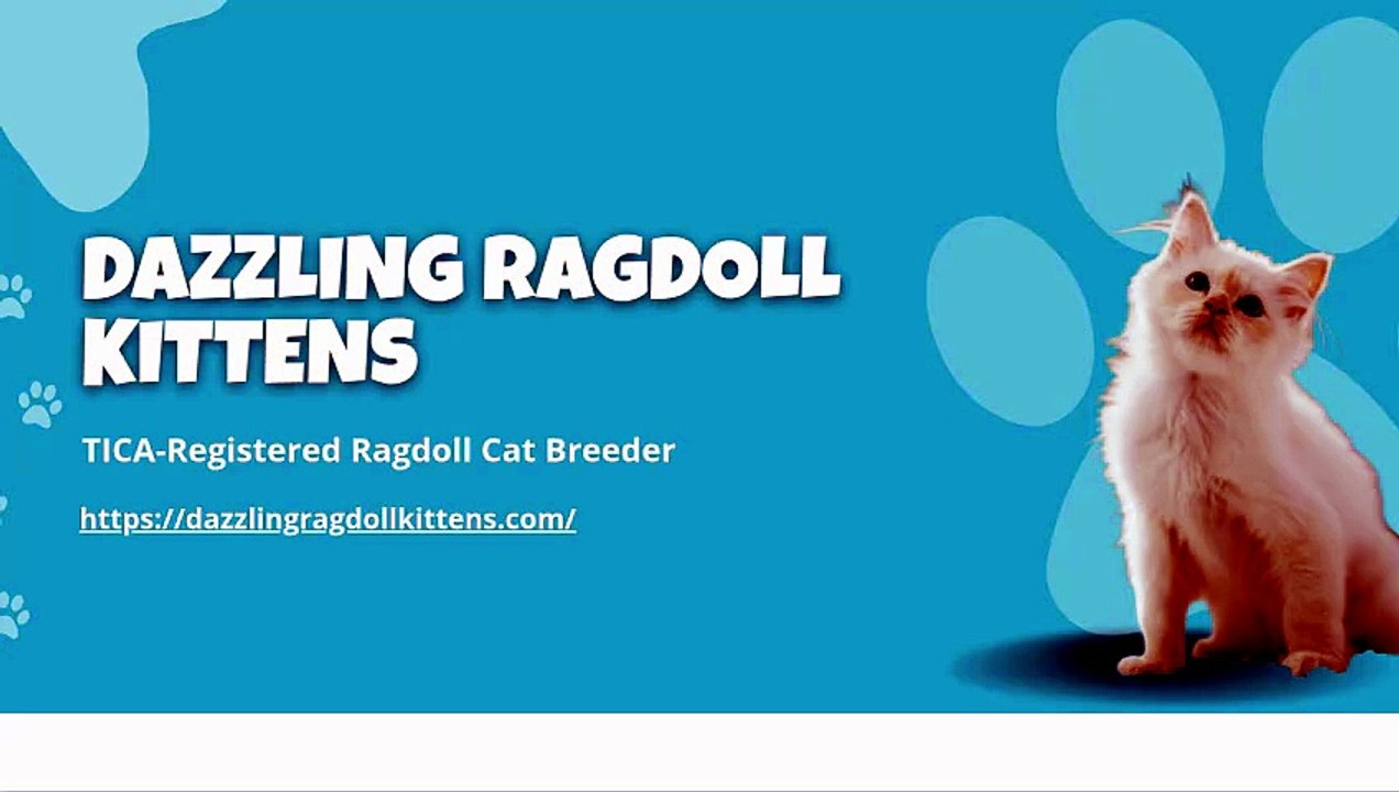 Professional Ragdoll Breeding - Dazzling Ragdoll Kittens - Spokane, WA