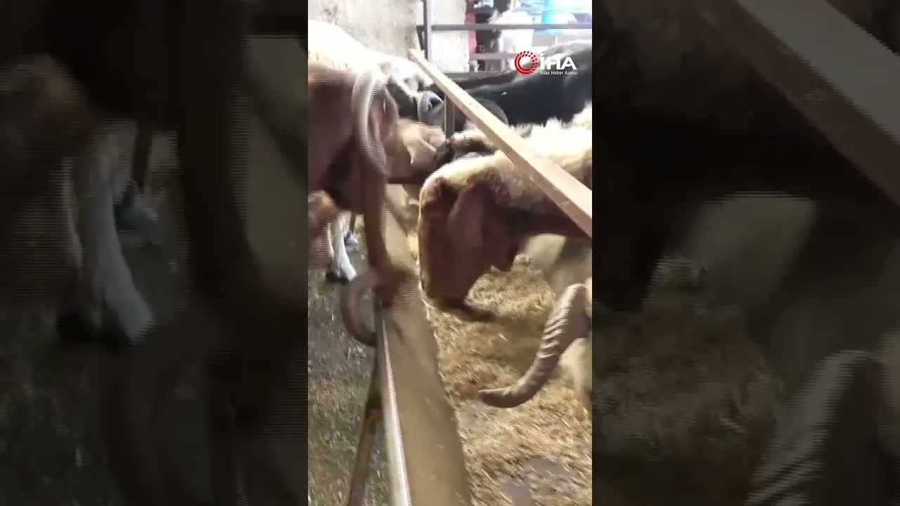 Boynuzu Kulağından Çıkan Keçi Görenleri Hayrete Düşürdü