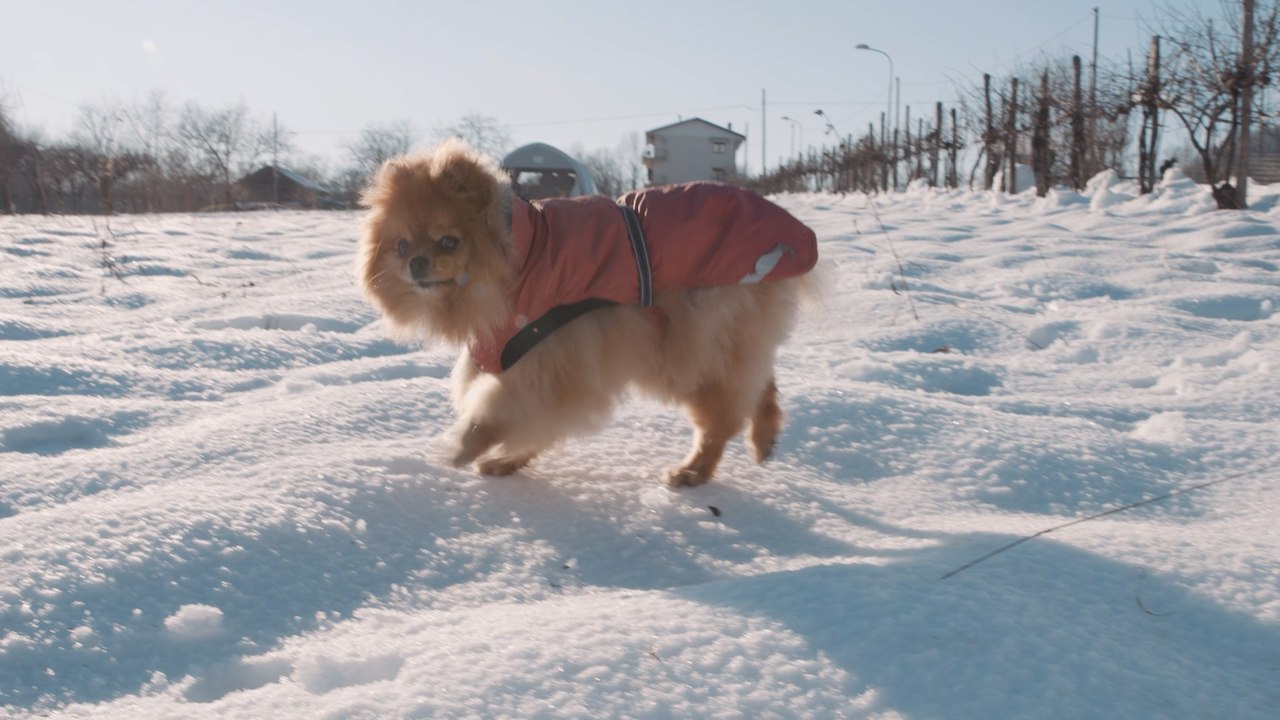 Cuidados de pets no frio