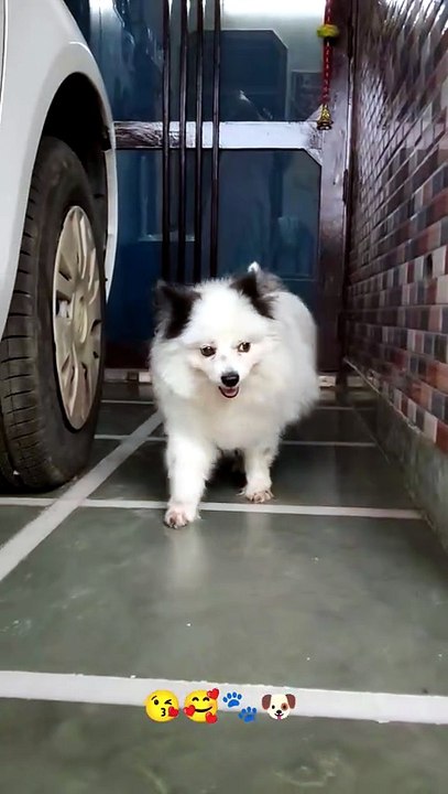 Super Fluffy Doggo Full of Energy 🐶❤️