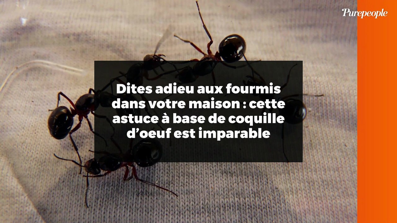 Dites adieu aux fourmis dans votre maison : cette astuce à base de coquille d’oeuf est imparable