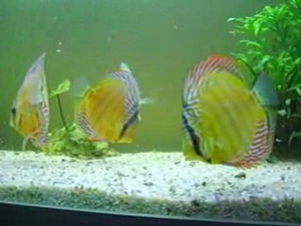 Discus sauvages